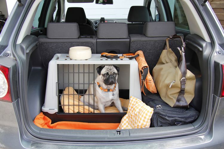 Bezpečné prevážanie psa v aute