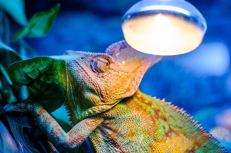 Svetlo v teráriu pre chameleóna