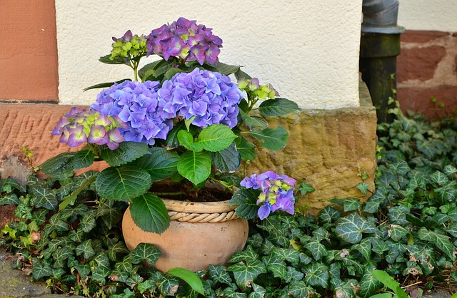 Fialová a modrá hortenzia v kvetináči