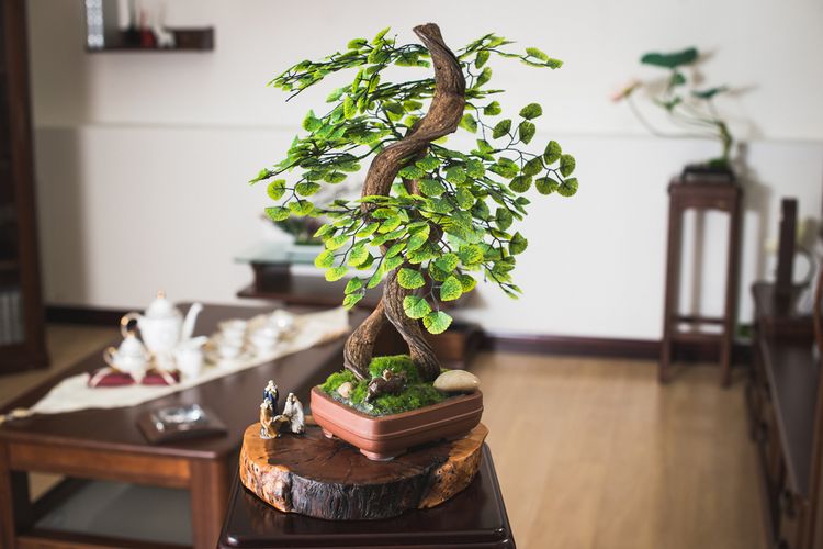 Pestovanie bonsajov ako súčasť japonského bývania