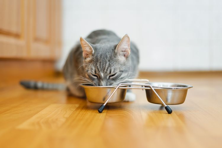 Miska na vodu a jedlo pre mačku