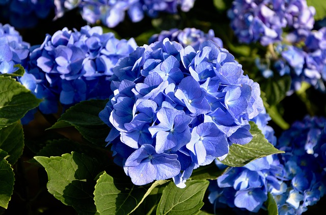 Hortenzia s modrými kvetmi
