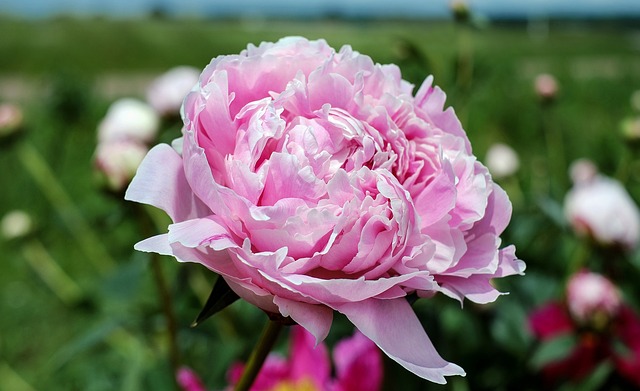 Kvet ružovej pivonky