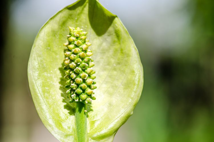 Zelený kvet lopatkovca