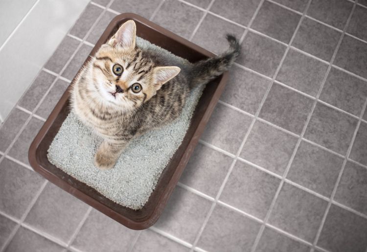 Mačacia toaleta pre mačiatko