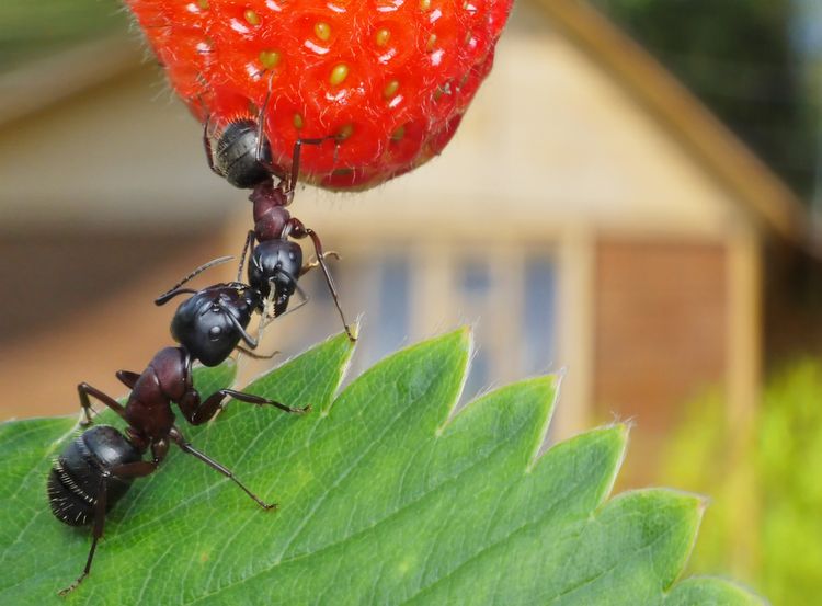 Mravce v záhrade požierajú jahody