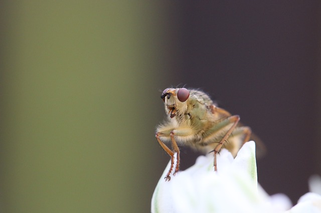 Vínna muška - Drosophila