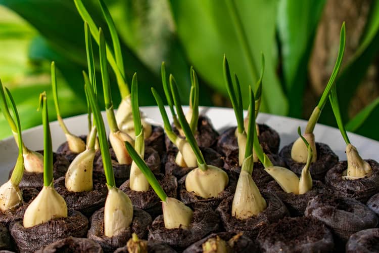 Ako pestovať cesnak