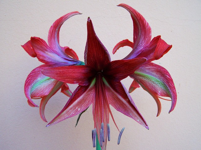 Jedovatý kvet izbovej rastliny Amarylis