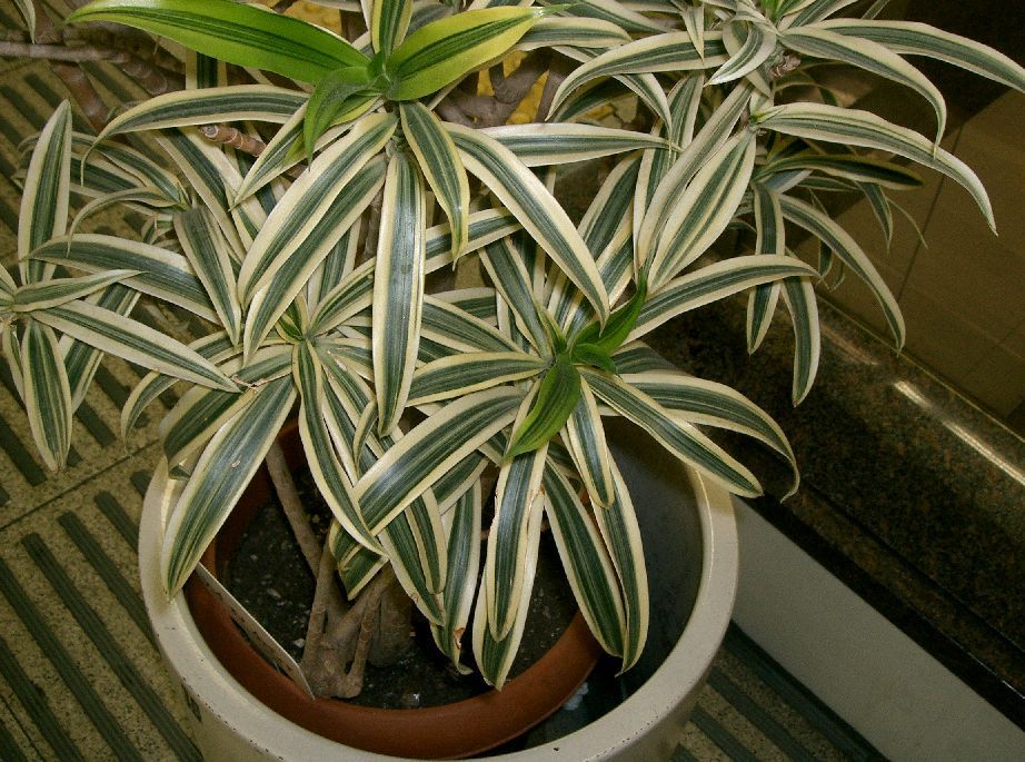 Dracena - rozmnožovanie, staroslivosť a choroby | TopByvanie.sk