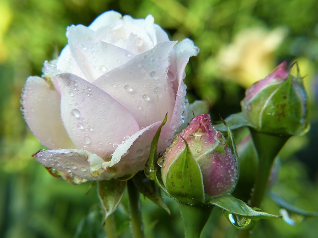 Kvitnúca ruža v záhrade