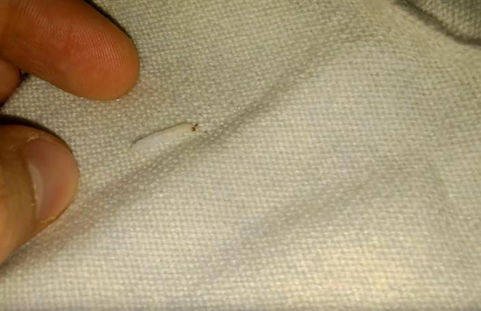 Larva moli šatníkovej požiera sveter
