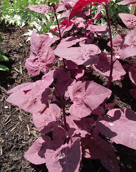 Korene rastliny Loboda červená úspešne odpudzujú krta. Je preto vhodná nielen do záhrad, ale aj na skalky.