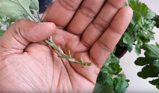 Odrezok chryzantémy na rozmnoženie