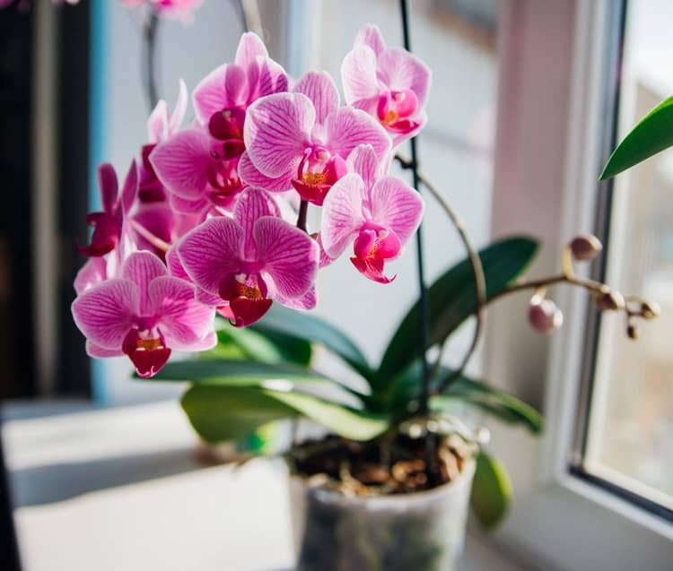 Orchidea – pestovanie v kvetináči