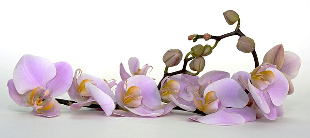 Ružová orchidea phalaenopsis