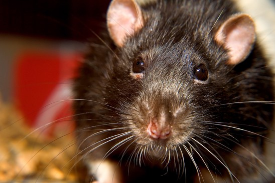 Potkan prenáša rôzne infekčné choroby