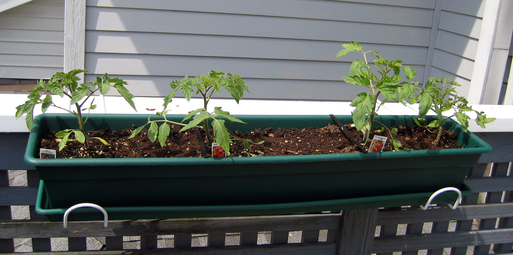 Pestovanie balkónových rajčín nie je extra náročné.