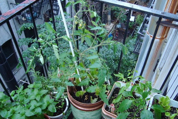 Domáce rajčiny si pohodlne vypestujete aj na balkóne!