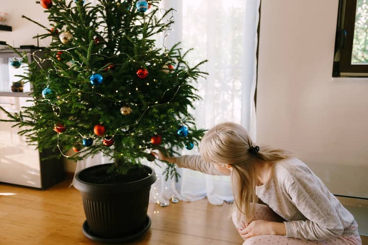 Vianočný stromček v črepníku