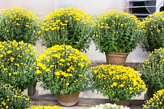 Žlté chryzantémy v kvetináčoch
