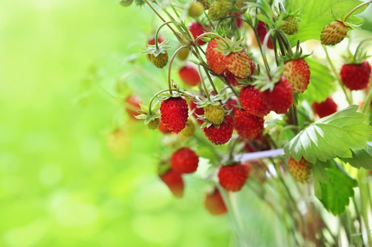 Ako pestovať, presádzať a rozmnožovať mesačné jahody?