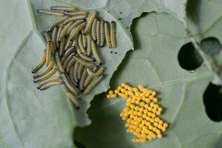 Vajíčka a larvy Mlynárika kapustového na listoch