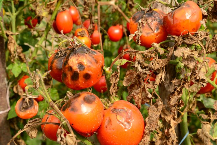 Škvrny na paradajkách - pleseň