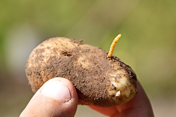 Háďatko zemiakové