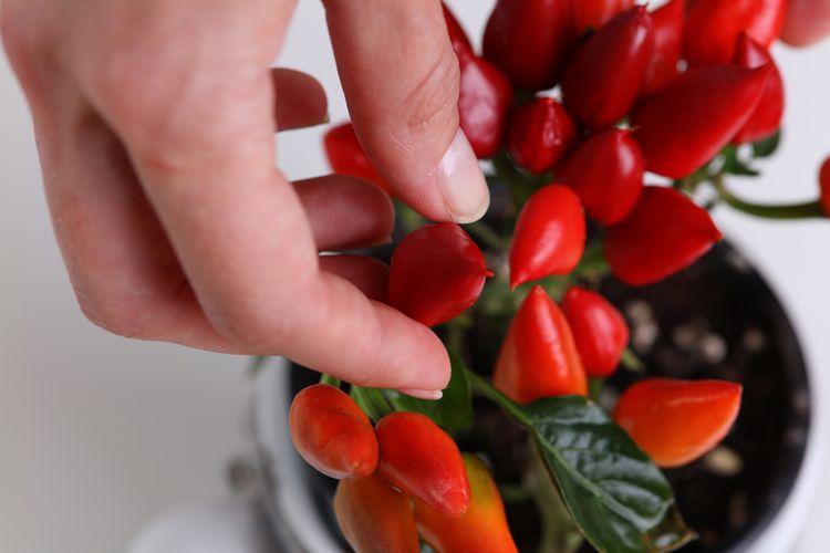 Pestovanie chilli doma v byte