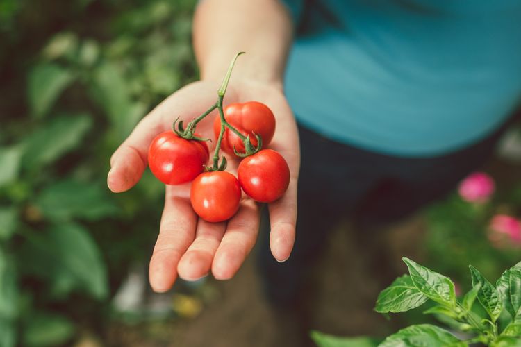 Žena držiaca paradajky dopestované vo vlastnej záhradke