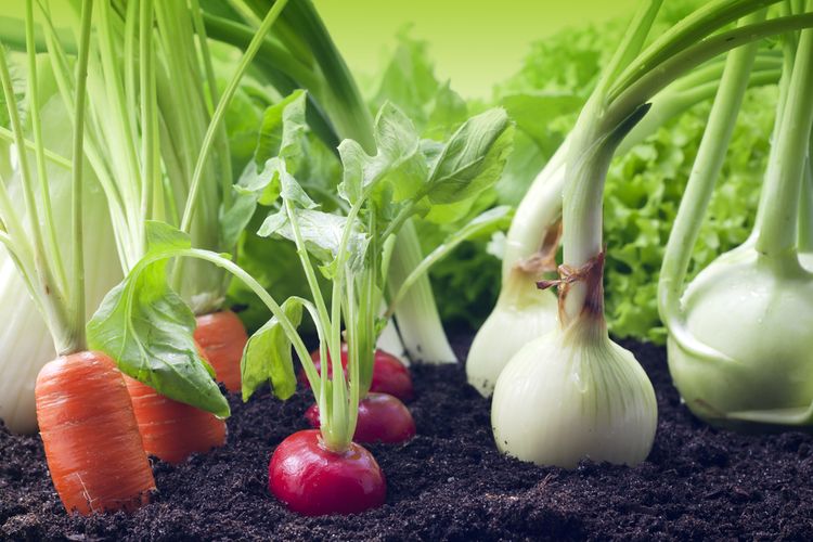 Pestovanie zeleniny v záhradke - cibuľa, mrkva, reďkovka