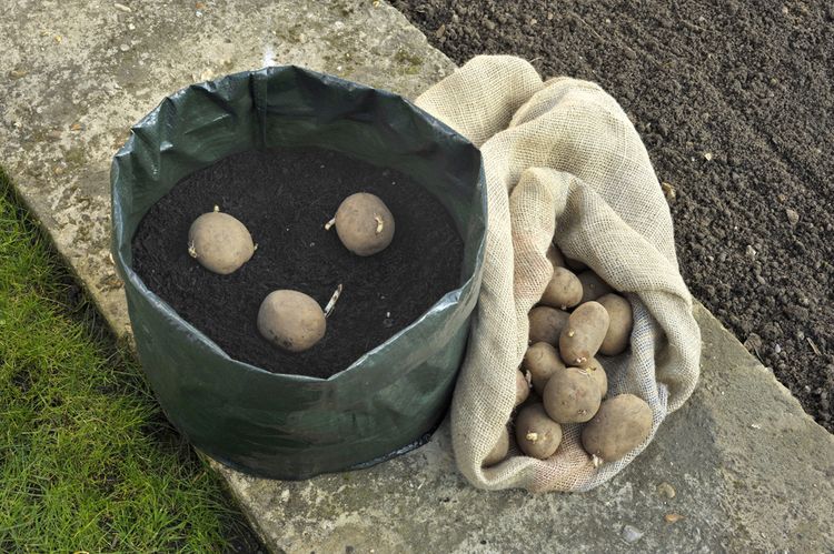 Pestovanie zemiakov v malej nádobe