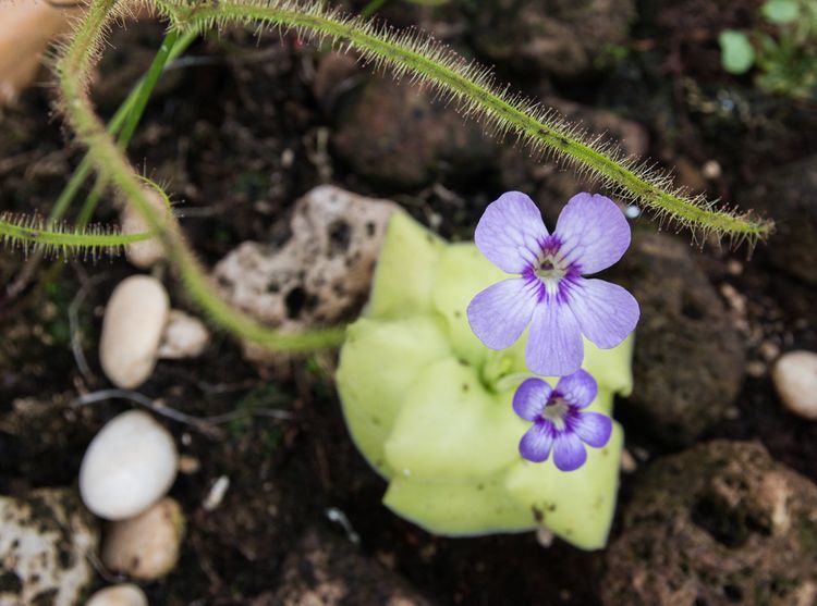 Druh mäsožravej rastliny Pinguicula - Tučnica