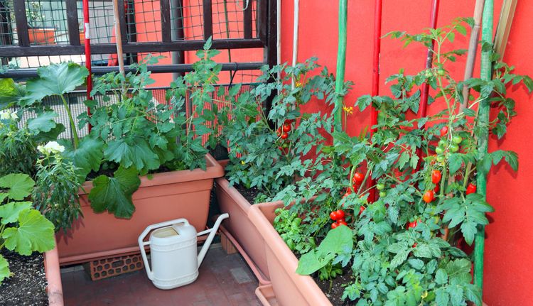 Pestovanie rajčín na balkóne