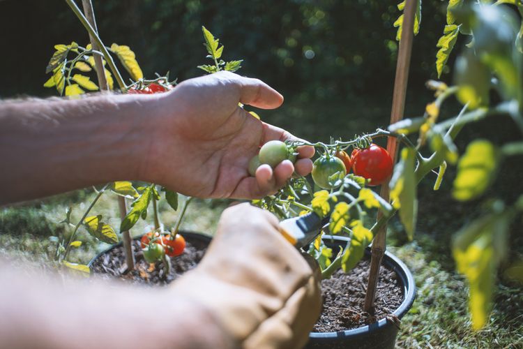 Starostlivosť o zasadené paradajky
