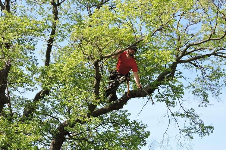 Arborista pri kontrole stromov