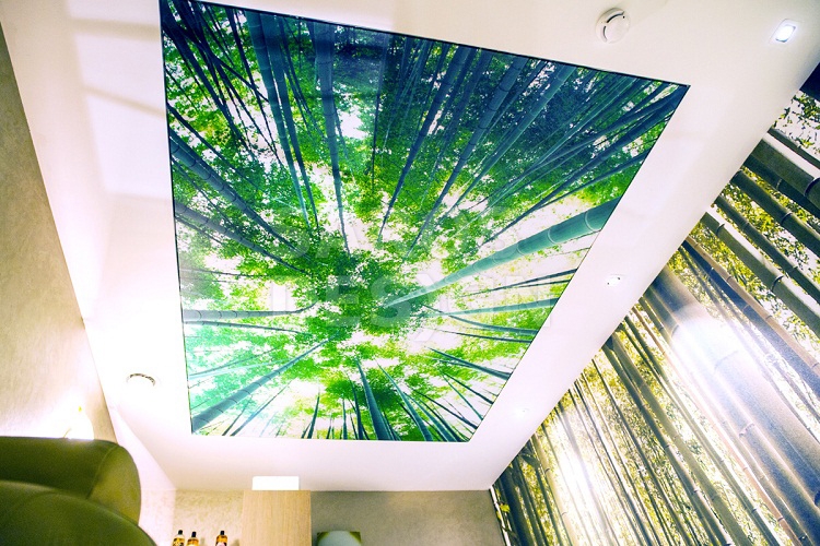 Napínací strop s motívom lesa