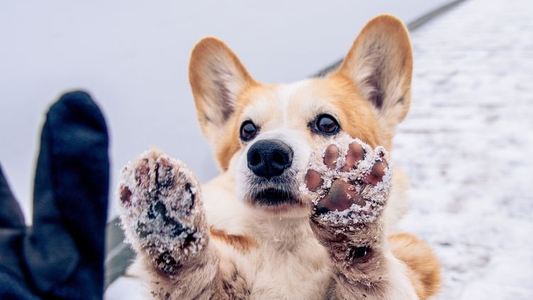 Ako sa starať o psie labky v zime?