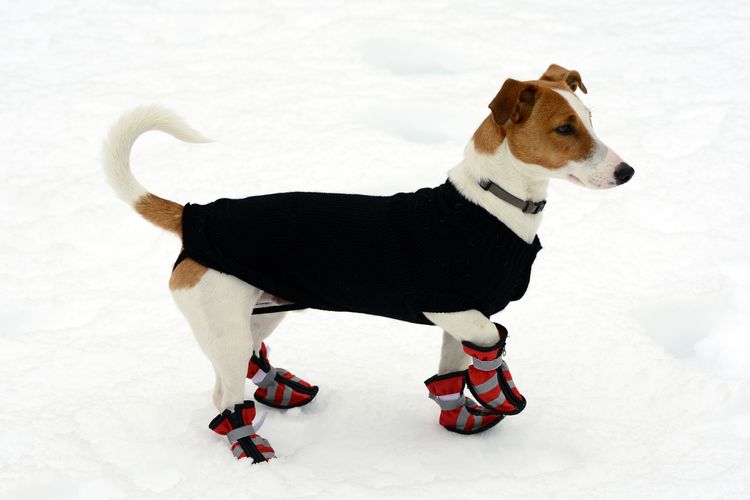 Topánky pre psov ochránia citlivé labky v zime