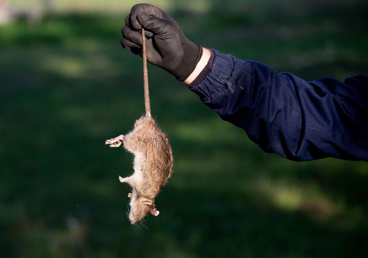 Profesionálna deratizácia myší, potkanov a ďalších hlodavcov