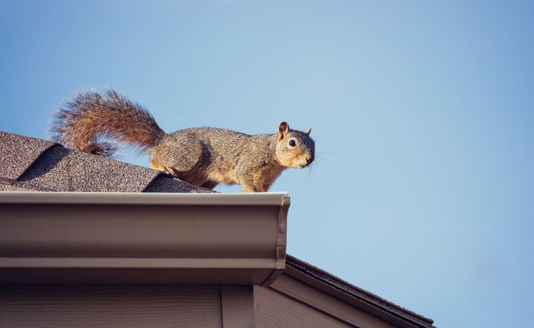 Veverička na streche domu