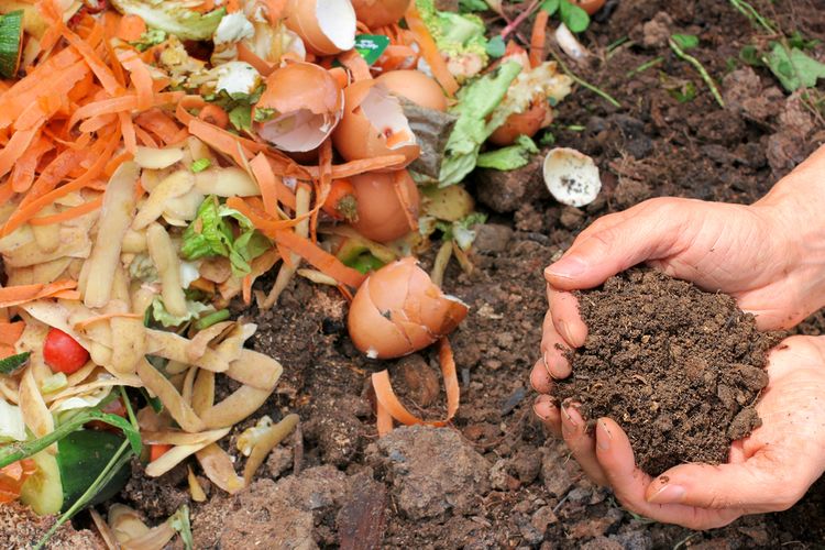 Využitie surového a zrelého kompostu