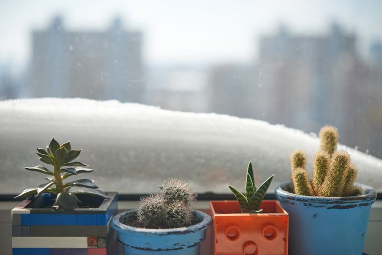 Kam umiestniť kaktusy v zime?