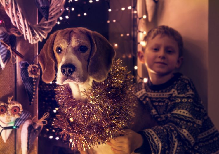 Ako chrániť domáce zvieratá pred hlukom počas Silvestra?