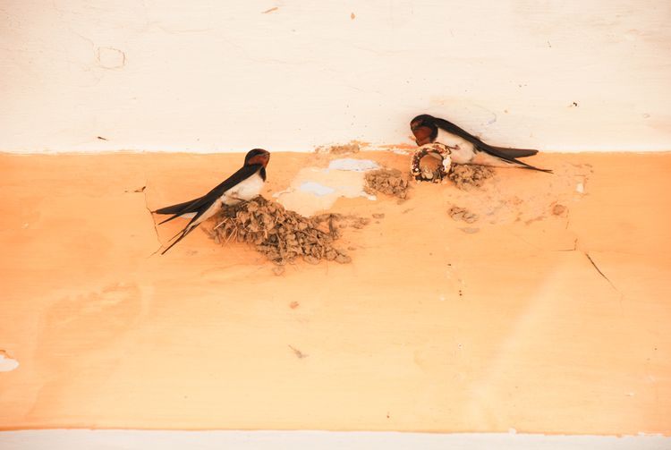Lastovičky stavajúce si hniezdo na fasáde domu