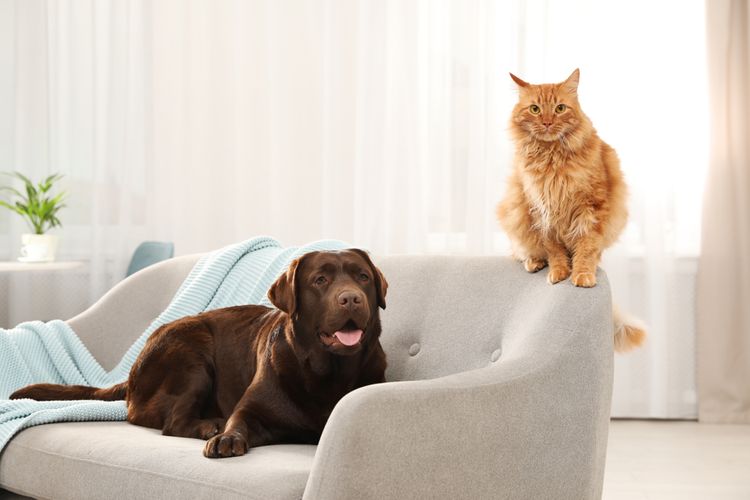 Mačka a pes na gauči