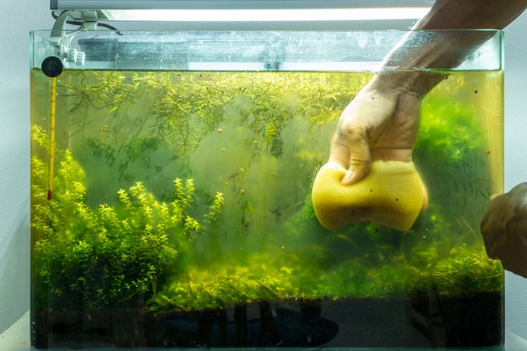 Ako vyčistiť akvárium od rias (zelené riasy, čierne, hnedé, žabí vlas)