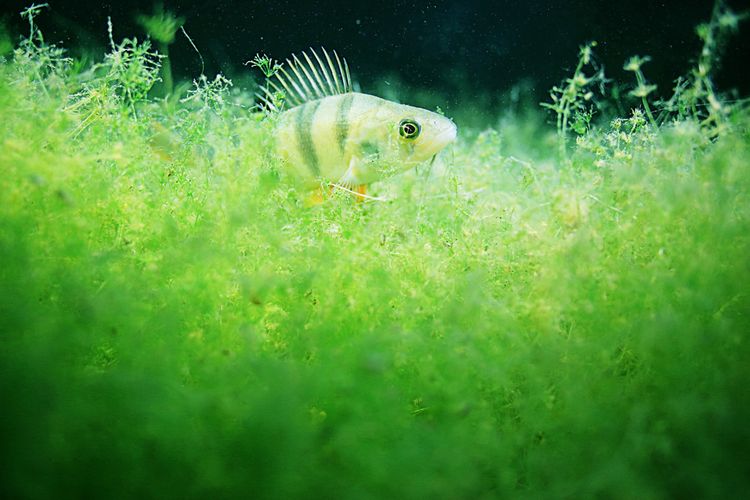 Ako sa zbaviť zelených rias v akváriu?