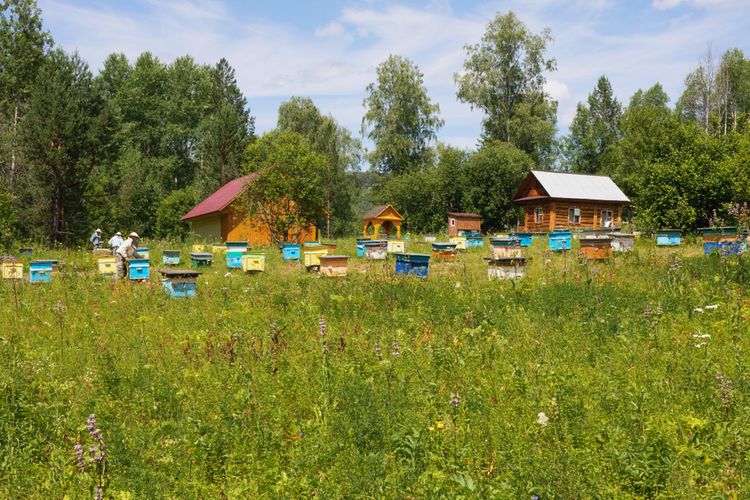 Správne umiestnenie včelých úľov na lúke